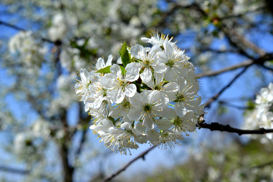 Blooming trees