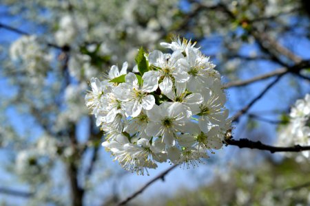 Blooming trees photo