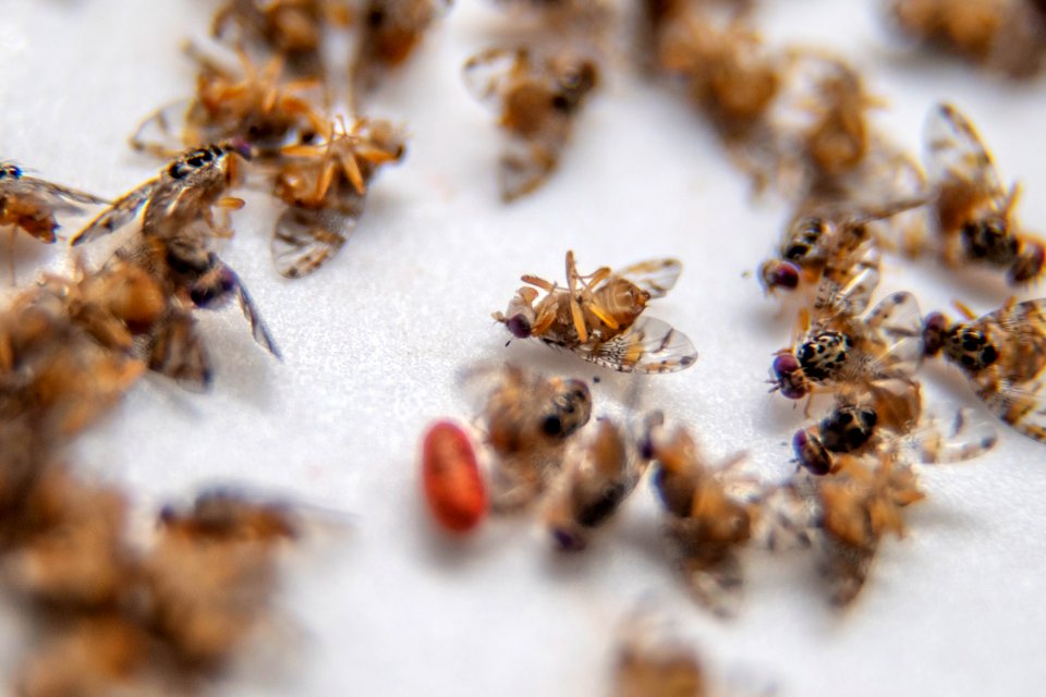 20190417-PJK-APHIS-0626 TONED