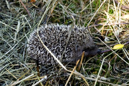 Hedgehog puppies