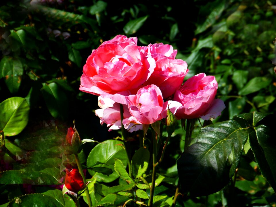 Rose red bouquet