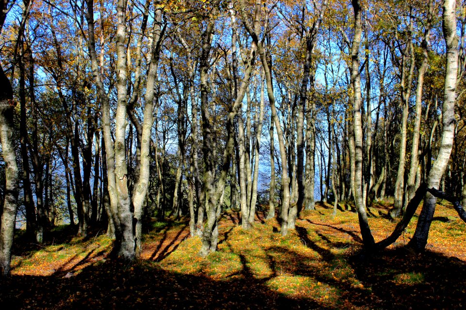 Birch fall foliage autumn forest