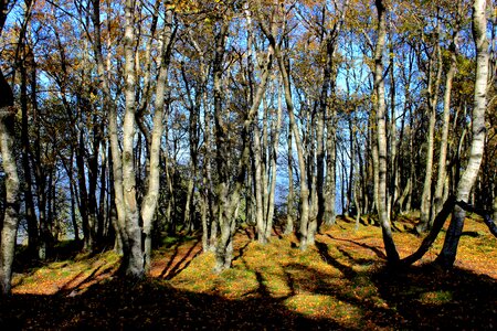 Birch fall foliage autumn forest photo