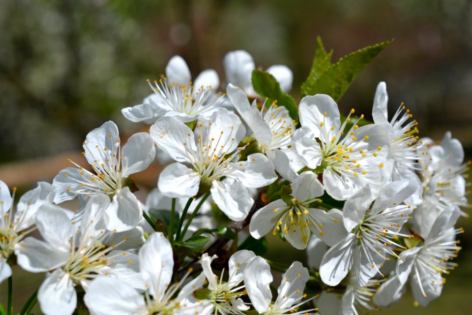 Blooming trees
