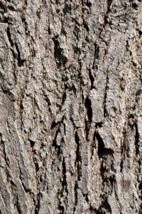 Tree bark