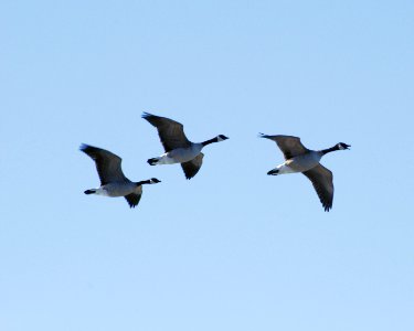 Canada Geese Laurie Paulik