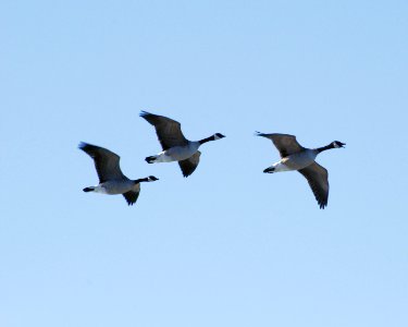 Canada Geese Laurie Paulik photo