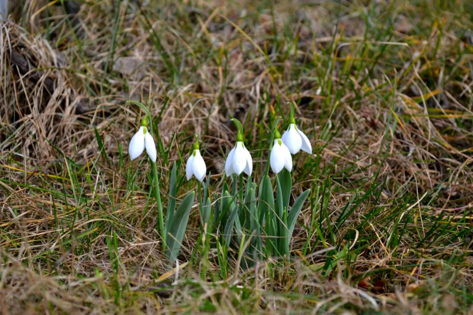Snowdrops in February