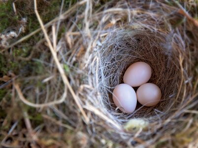 Egg nature nest photo