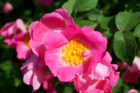 Rose nature wild rose