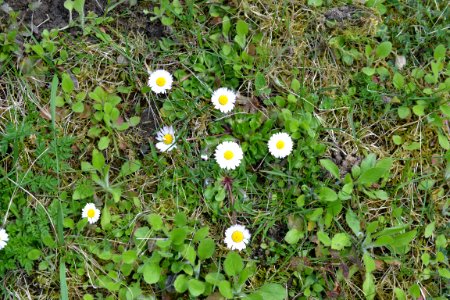 Flowers in the garden