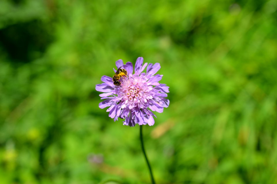 Flower photo