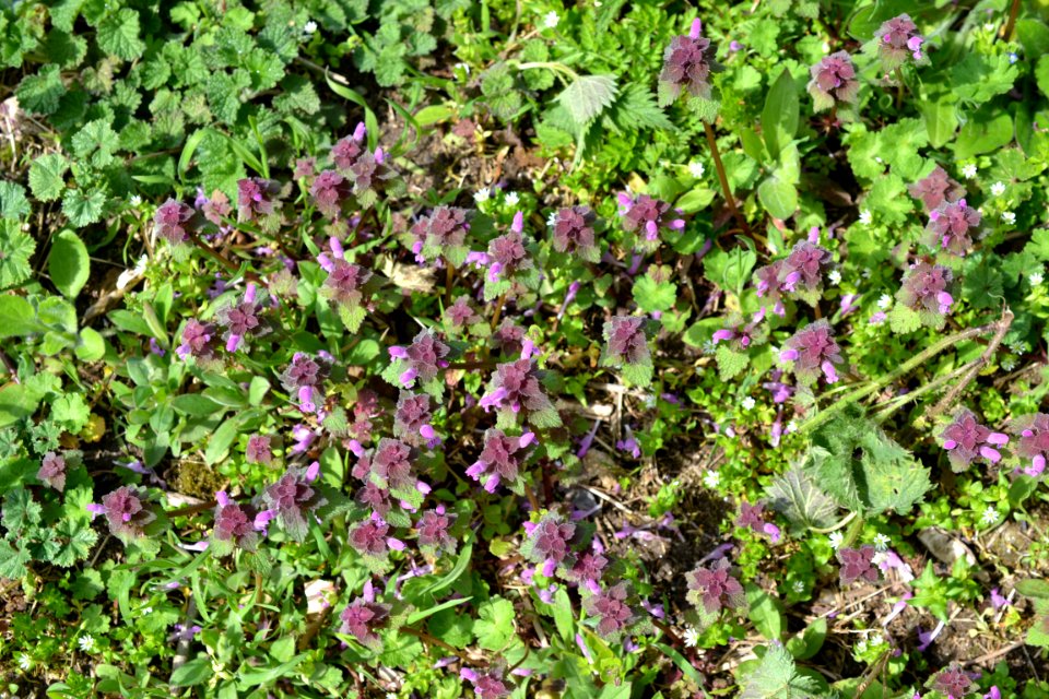 Flowers in the garden
