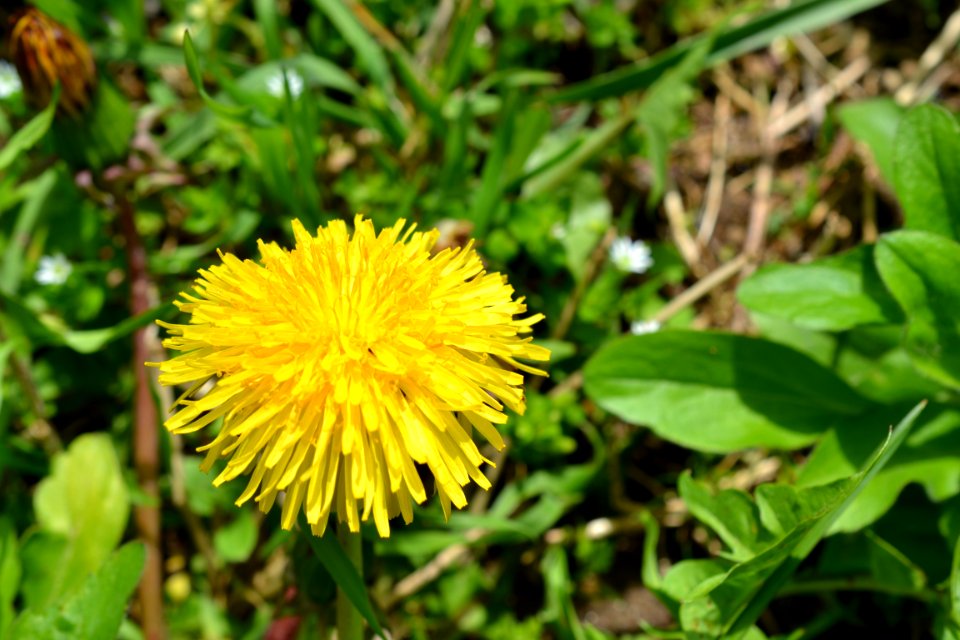 Flowers in the garden