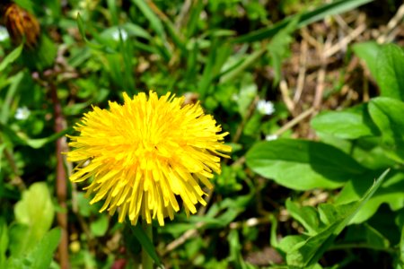 Flowers in the garden