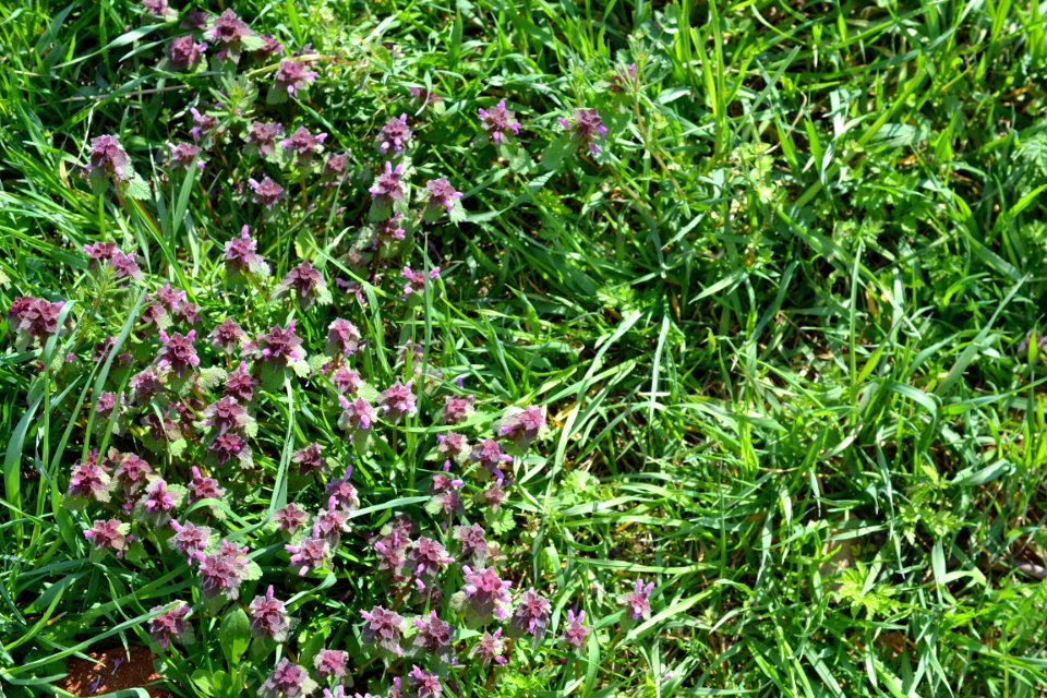 Flowers in the garden