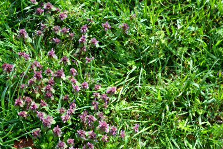 Flowers in the garden