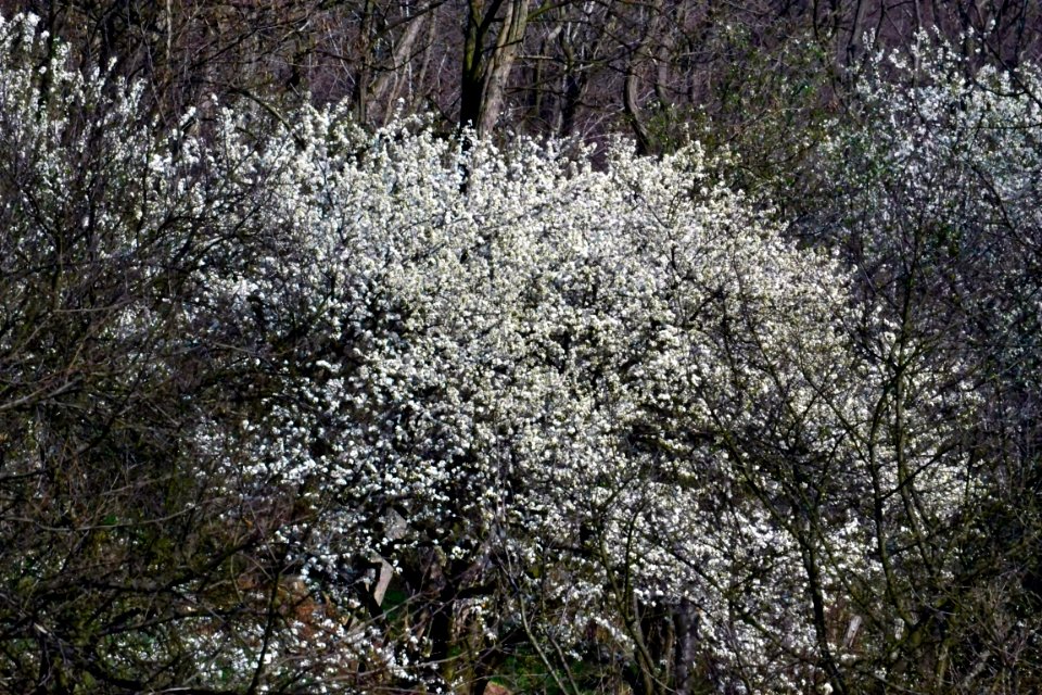 Spring 2014
