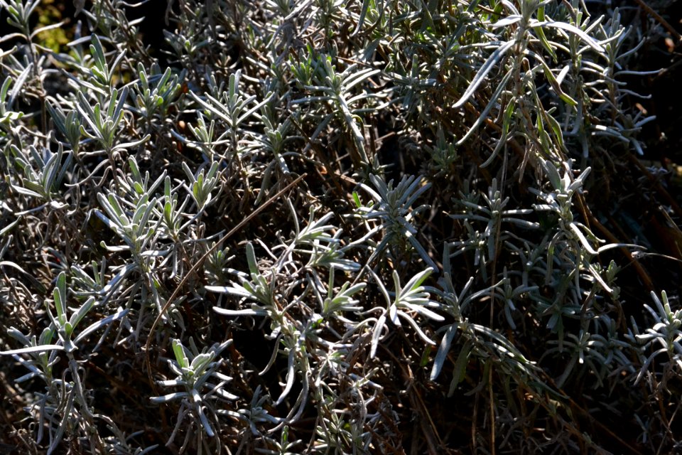 lavender