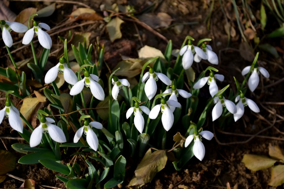Snowdrops in February