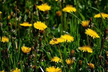 Dandelion