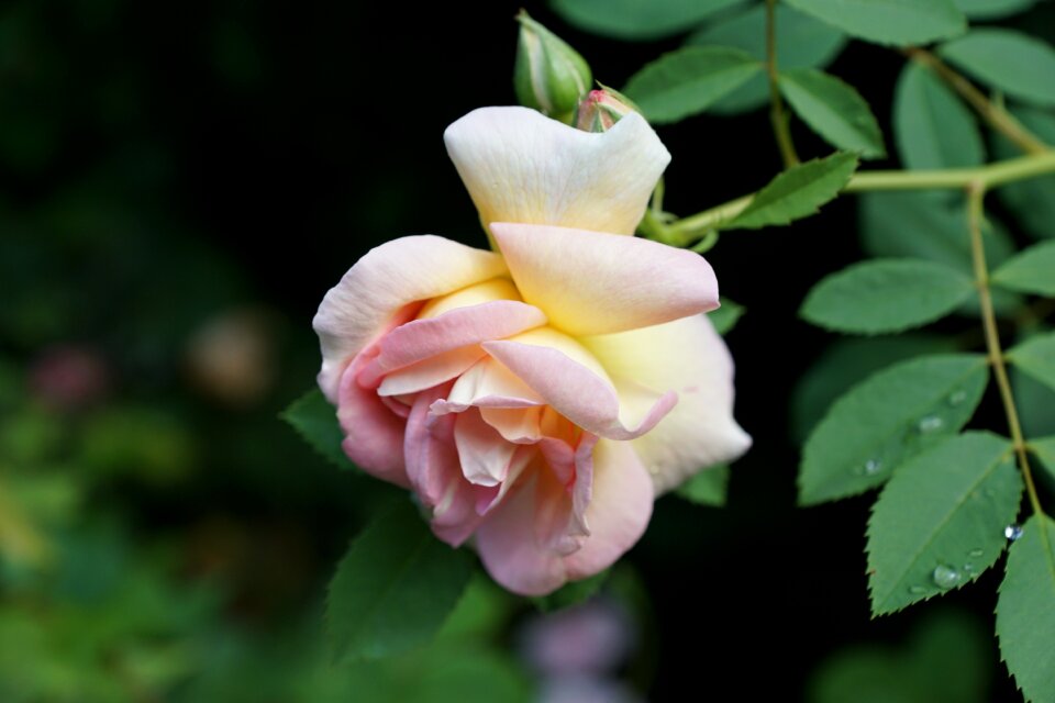 Nature wild rose bush