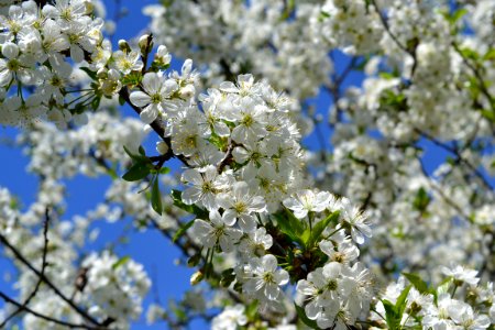 Blooming trees