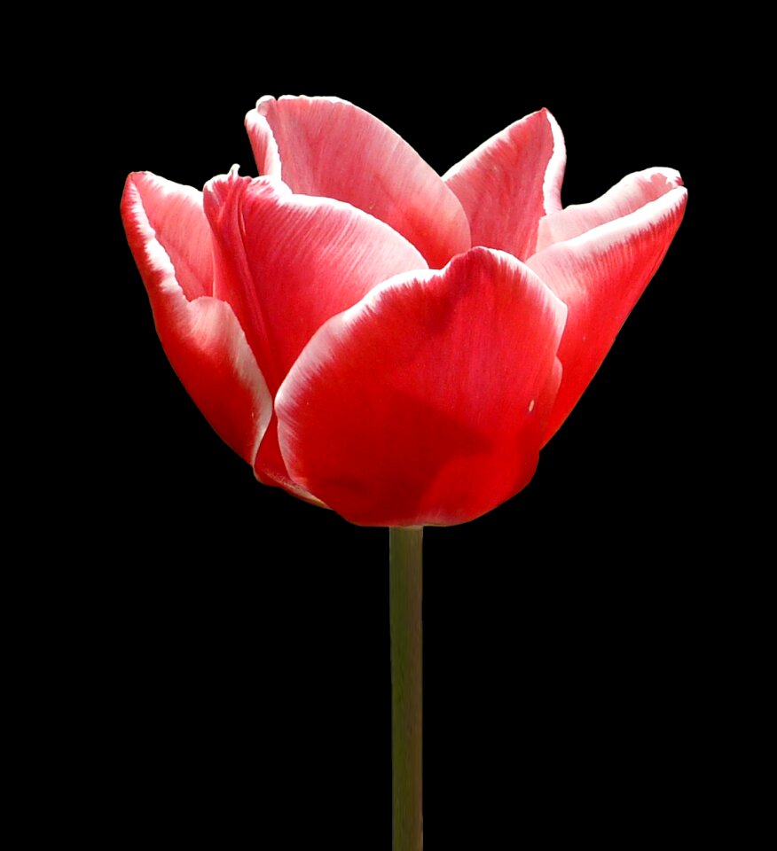 Tulip pink spring