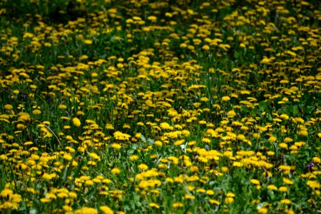 Dandelion