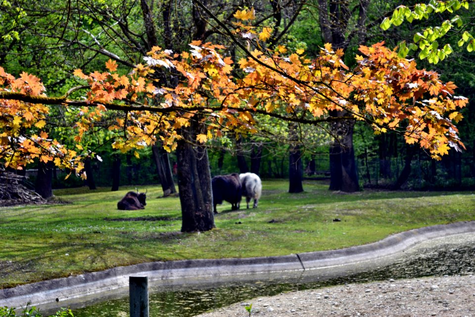 zoological garden
