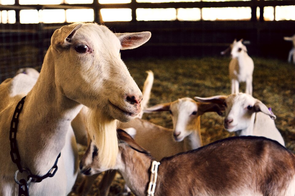 Livestock domestic agriculture