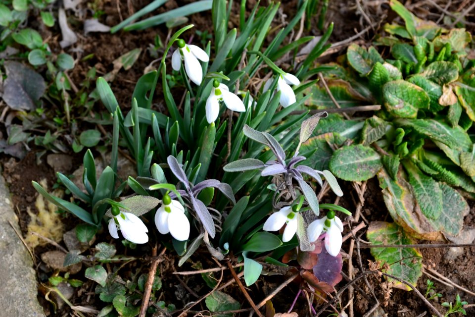 Snowdrops in February