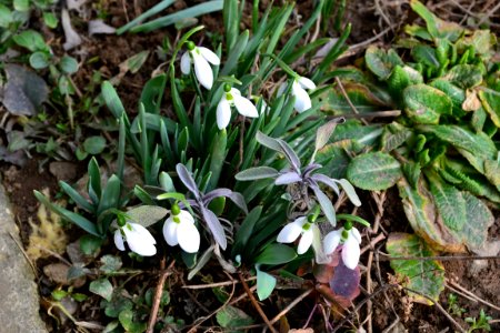 Snowdrops in February