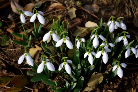 Snowdrops in February