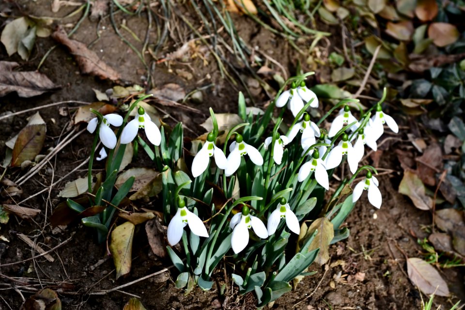 Snowdrops in February