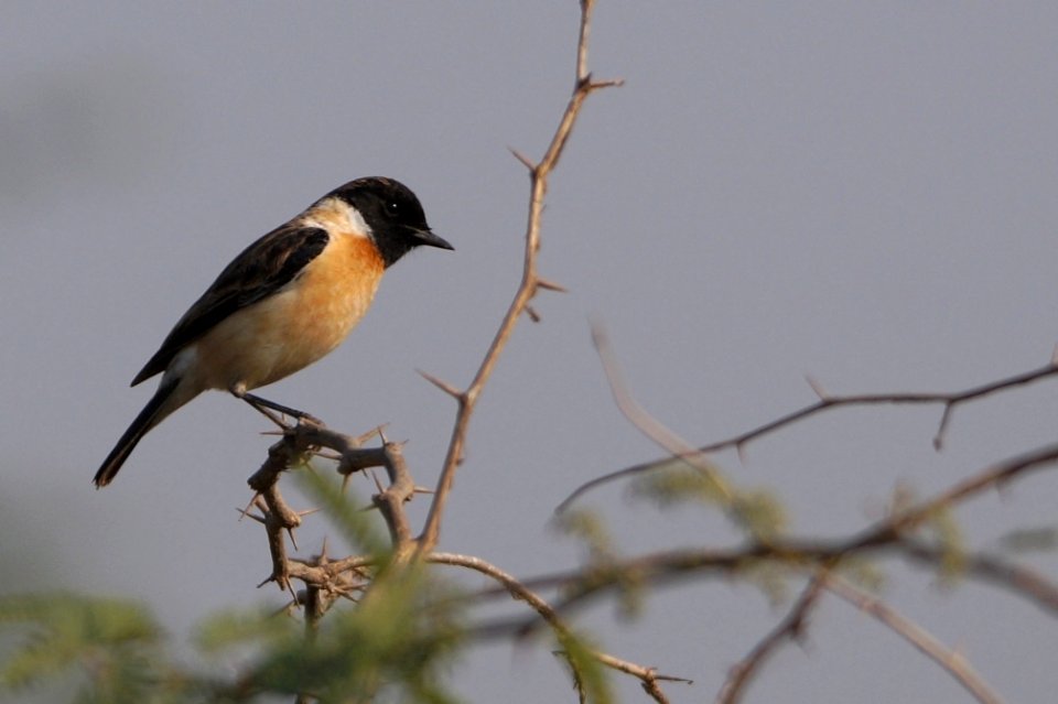 Stonechat