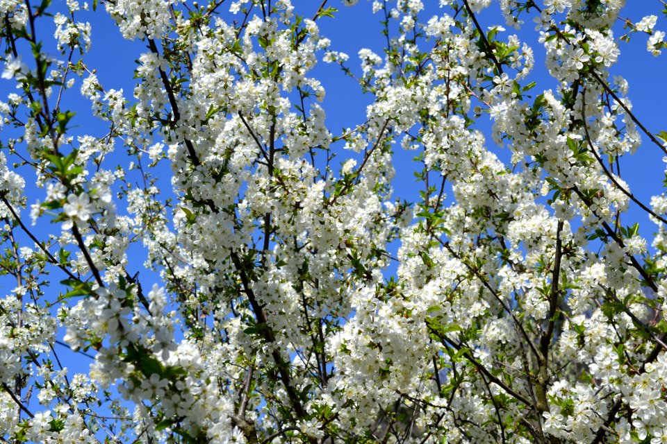 The trees bloomed