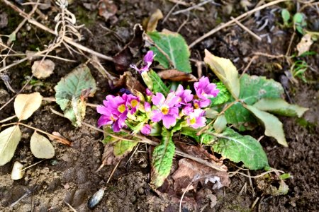 Primula in February