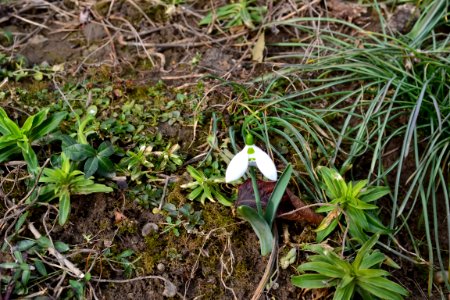 Snowdrops in February
