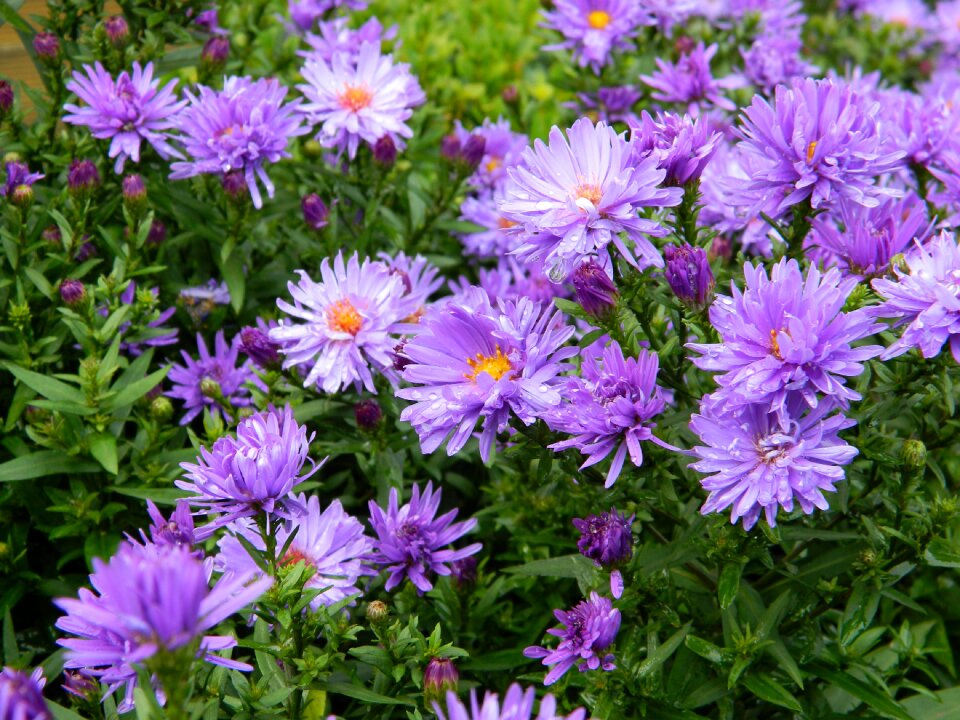 Garden autumn purple