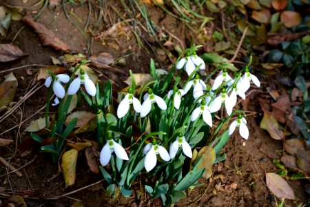 Snowdrops in February