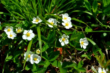 Flower of wild strawberry