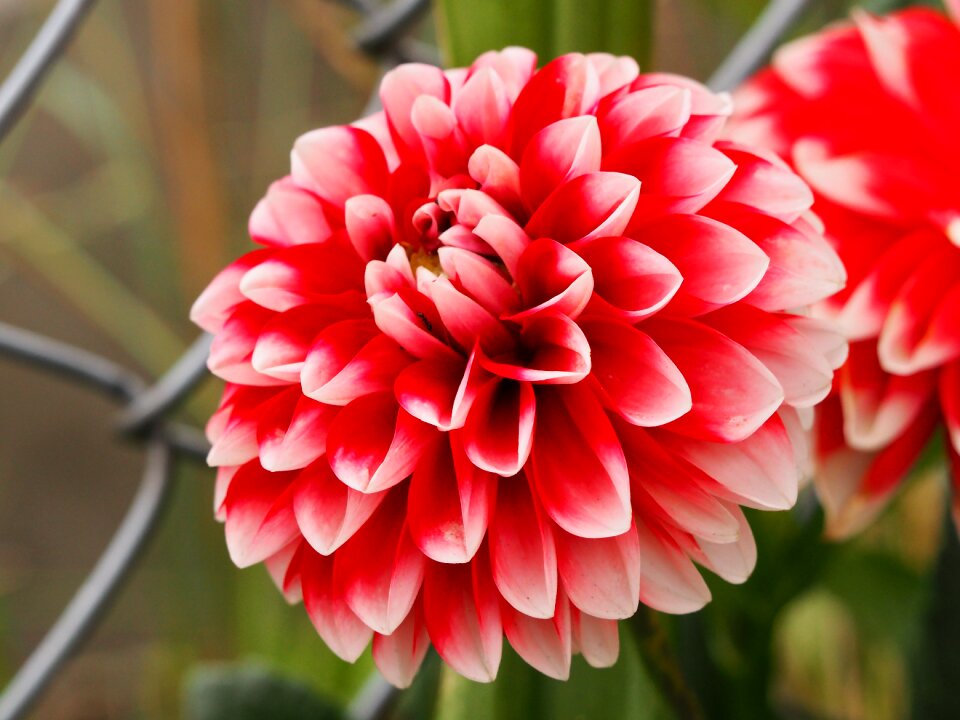 Wire mesh plant flower bed