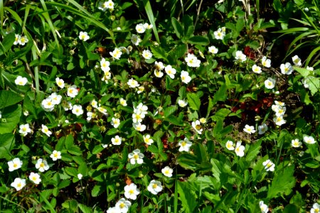 Flower of wild strawberry