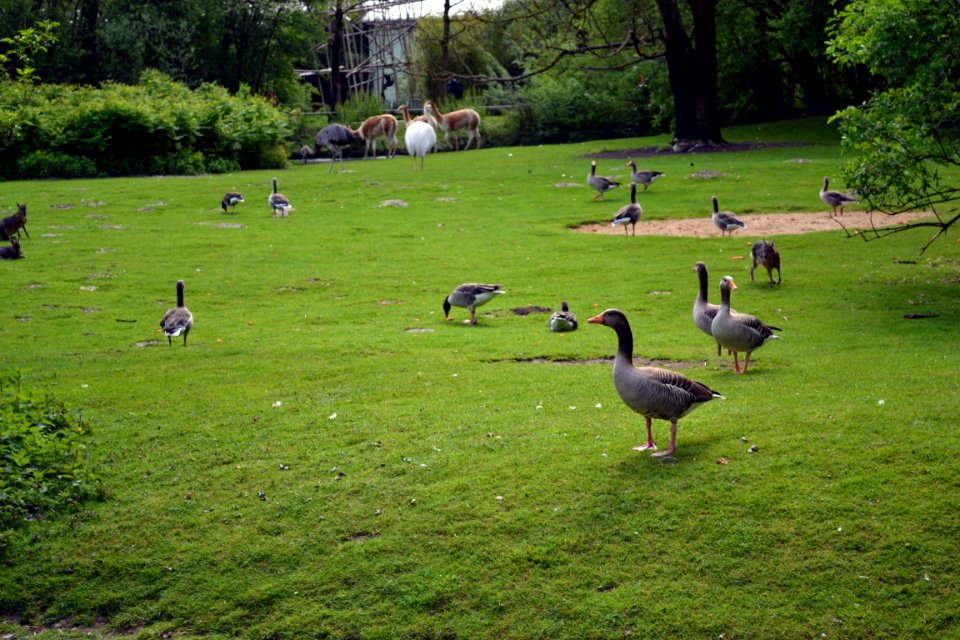 zoological garden