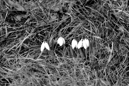 black and white
