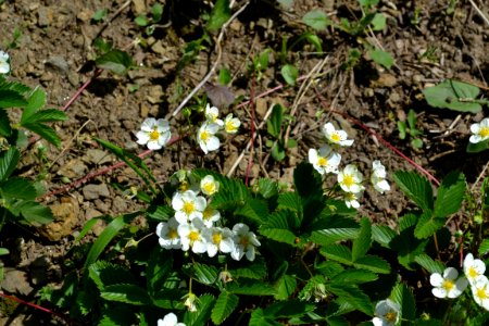 Flower of wild strawberry