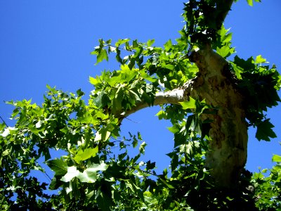 det. arbol