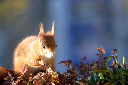 Furry rodent light