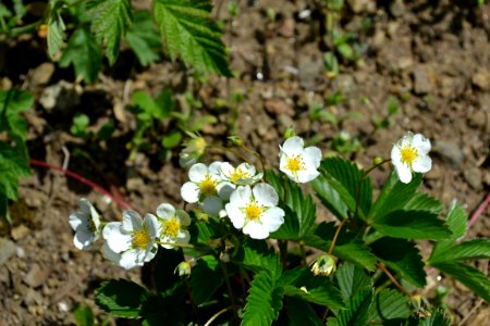 Flower of wild strawberry